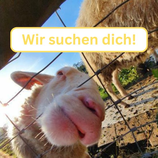Stadtteilfarm schreibt Stelle aus, bildlich dargestellt durch Bild eines Schafs und den Schriftzug "Wir suchen dich!"